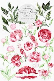 Nine composed bouquets in this collection. Watercolor Boho Peonies Clipart Watercolor Burgundy And Blush Flowers Png Floral Boho Wedding Clipart Mother S Day Card Diy By Olga Koelsch Thehungryjpeg Com