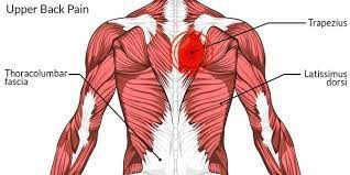 Muscles of the back can be divided into superficial, intermediate, and deep group.since the all the back muscles originate in embryo (fetus) form by locations other than the back, muscles in the. How To Relieve Muscle Pain In My Upper Back Quora