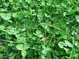 Compare prices & read reviews. How Can I Rid Lawn Of This Type Of Clover