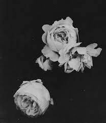 See more ideas about black aesthetic, black and white aesthetic, white aesthetic. Pin By Cpt Skells On My Mood Board Black And White Flowers Black And White Flowers