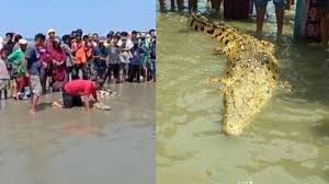 Maybe you would like to learn more about one of these? Viral Buaya Jinak Warna Keemasan Dielus Warga Muncul Di Pantai Tribun Lampung
