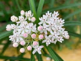 Arizona Milkweed Seeds 25 Asclepias Angustifolia