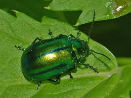 Image result for Chrysochloa