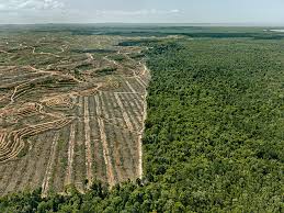 We have 100 acres of agriculture land at lanchang, pahangmalaysia. Clearcut 1 Palm Oil Plantation Borneo Malaysia 2016 Momus
