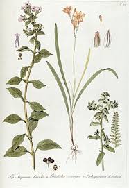 Image result for Teedia lucida