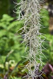 Tillandsia air plants are growing rapidly in popularity as a low maintenance houseplant. Grow Indoor Air Plants For Living Wall Art Gardener S Path