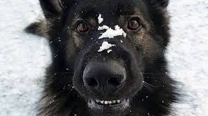 Maybe you would like to learn more about one of these? German Shepherd Enjoys Snow With Pure Wonder In Heartwarming Video The Dog People By Rover Com