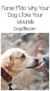 Nurse Fido Why Do Dogs Lick Our Wounds Dogvills