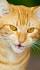 10 Beautiful Cat Breeds with Orange Coats • Purrfect Cat ...