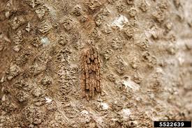 Image result for Scleria delicatula
