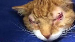 The oculoplastic surgeon will tighten the eyelid and its attachments, which can be done by either some simple sutures, or has any1's cat had an entropion surgery operated on it? Entropion In A Cat Post Op Video Cost And Explanation Of Condition Youtube