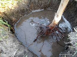Propagating by plum tree cuttings is more reliable and produces a fruiting tree much sooner. Planting Plum Trees