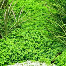 Image result for Hippocratea buchananii