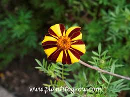 Image result for Tagetes patula