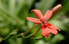 Image result for Freesia laxa