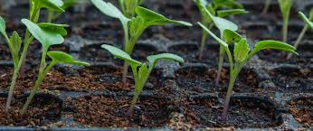 Jan 06, 2021 · many vegetables, including common crops such as salads, onions, beets, peas, and radishes, may be sown in pinches of three to five seeds per plug for planting out as a cluster of seedlings. When To Start Indoor Vegetable Seeds