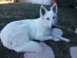 Black And White Shepherd Dog Bergers Blan Suisse White German Shepherd White Dogs White Shepherd