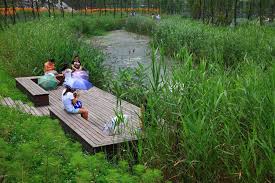 Gallery Of Minghu Wetland Park Turenscape 8 Wetland Park Wetland Landscape Design