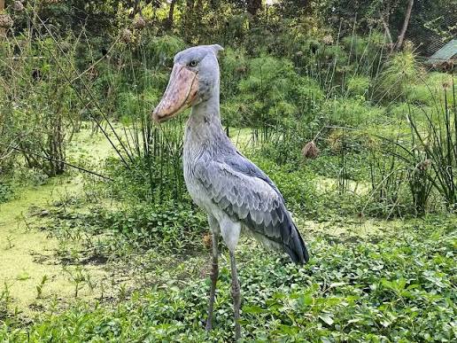 1 Day Bird Watching at Mabamba Swamp | Rwanda Eco Company