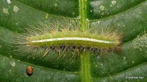 Black And White Striped Caterpillar With Orange Head Hairy Caterpillar Caterpillar Hairy Ecuador