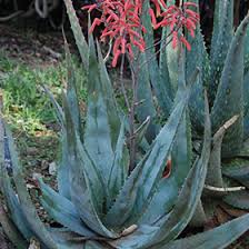 Image result for Aloe buchananii