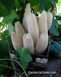 A Beautiful Harvest Of Luffa Sponges Luffa Loofa Trees To Plant
