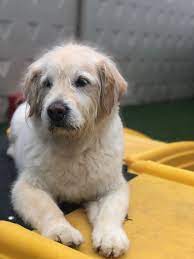 We did not find results for: All American Pet Resorts Royal Oak 134 Photos 49 Reviews Pet Sitting 4227 Delemere Blvd Royal Oak Mi Phone Number Services