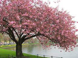 Pin On Trees