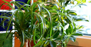 Be sure to let your palm dry out between waterings to avoid stem rot. Ponytail Palm How Not To Kill It