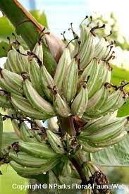 Very rare and hard to find. Musa Paradisiaca Ae Ae