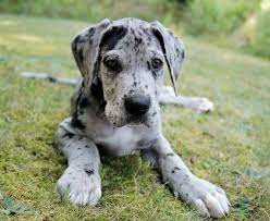 White great danes without any black marks (albinos). 96 Great Dane Ideas Great Dane Dane Great Dane Dogs