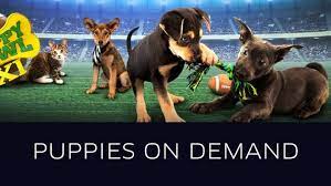 The uber puppy deal has, sadly, ended. Uber Preps For Puppy Bowl With On Demand Puppies Pcmag