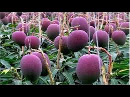 As a result, agricultural and livestock farming is one. World S Most Expensive Mango Amazing Japan Agriculture Technology Farm 18 Youtube Fruit Plants Kitchen Garden Plants Fruit Garden