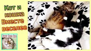 koty valyayutsya na krovati kot i koshka lyubyat provodit vremya vmeste koshki kot krovati