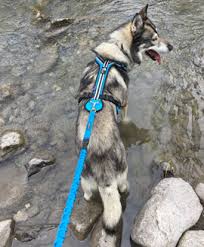Für die fahrt zum serum spannte seppala 20 huskys in die geschirre seines schlittens, an dessen spitze leithund togo die meute anführte. X Back Zuggeschirre Brustgeschirre Trekkinggeschirre Halsbander Leinen Packtaschen Hundemantel Pfotenschutz Bootis