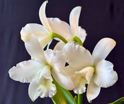 Image result for Corymborkis corymbis