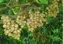 Check spelling or type a new query. 50 Gambar Buah Buahan Segar Wallpaper Buah Lengkap Hd Salamadian