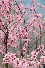 Pin On Nature No Animals No Man Made Structures