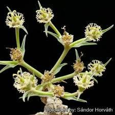 Image result for Erythrococca zambesiaca