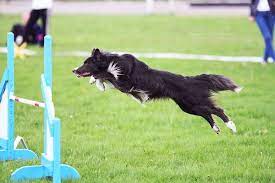 sorevnovaniya sajt agilityinkiev agile animals sports