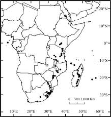 Image result for Megalastrum lanuginosum