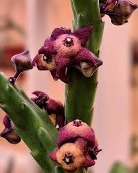 Image result for Orbea lugardii