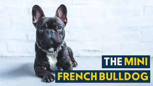 New and used items, cars, real estate, jobs, services, vacation beautiful french bulldog mix boston terrier puppies are ready to go. Mini French Bulldog All The Love And Charm In A Smaller Body Youtube