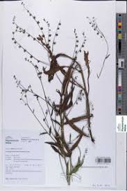 Image result for Cynoglossum lanceolatum