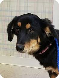 Home breed and well… colorado › denver. Pin On Help Save The Dogs Please 2nd Pg