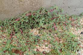 Image result for Amaranthus graecizans