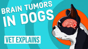 But a lot of children still, sudden changes in how your child sees, hears or talks should be evaluated by a medical if your child does have a brain tumor, advanced pediatric neurosurgery can offer effective treatment and a. Brain Tumors In Dogs Youtube