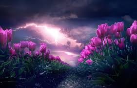 If you're in search of the best pink flower wallpaper, you've come to the right place. Dark Pink Flower Wallpapers 4k Hd Dark Pink Flower Backgrounds On Wallpaperbat