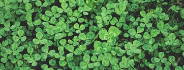 Although it unharmful for lawns, some people prefer to get rid of it for the simple reason that its white flowers attract insects. Clover Grassdaddy Net How To Get Rid Of Clover In Your Lawn