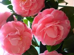 Say It With Flowers Camelia Camellia Sp Regrets And Beauty Flowers Pretty Flowers Beautiful Flowers
